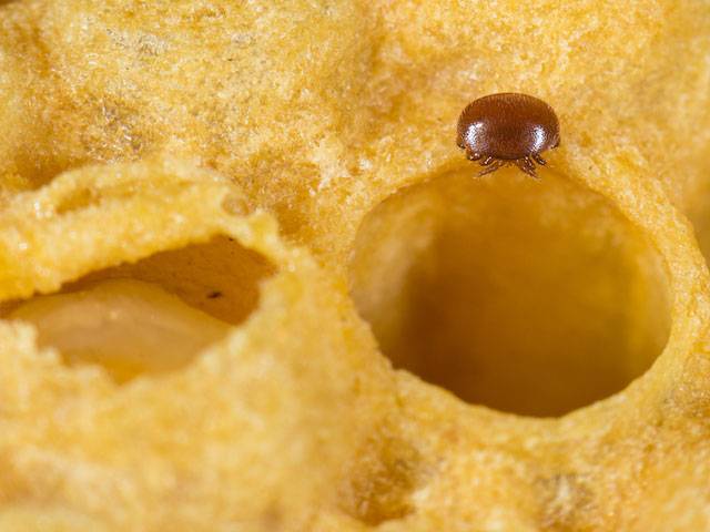 Varroa mite enters an open cell