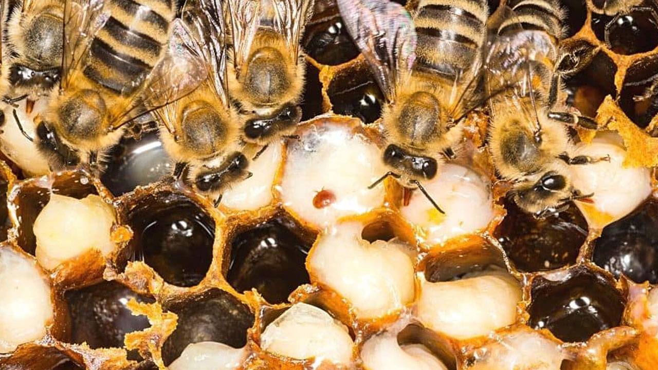 Combien y a-t-il d'abeilles dans une ruche? C'est ainsi que vivent